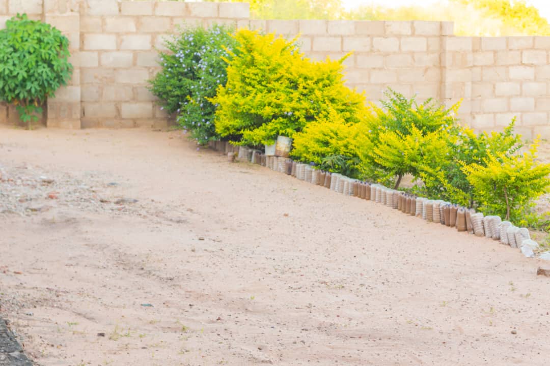 sunshine-guest-house-binga-greenery (10)