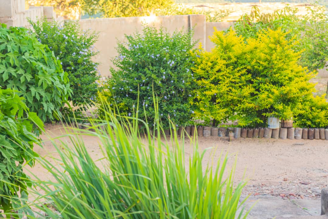 sunshine-guest-house-binga-greenery (5)