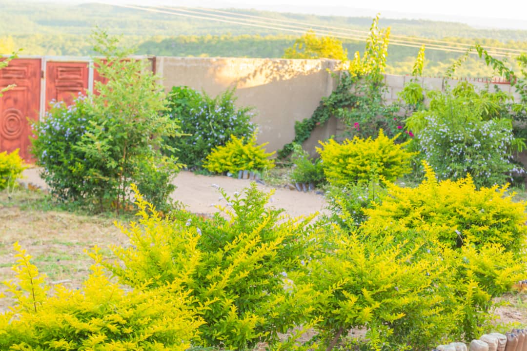 sunshine-guest-house-binga-greenery (8)